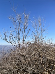 Celtis bungeana