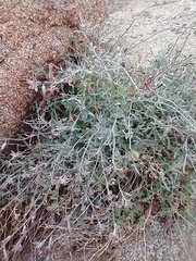 Lyrocarpa coulteri