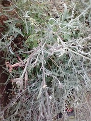 Lyrocarpa coulteri