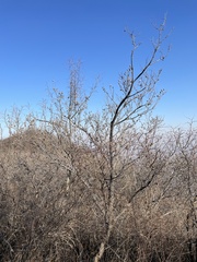 Celtis bungeana