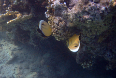 Chaetodon austriacus