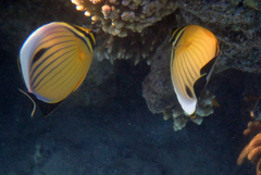 Chaetodon austriacus