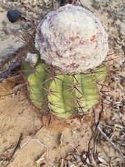 Melocactus curvispinus