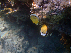 Chaetodon austriacus