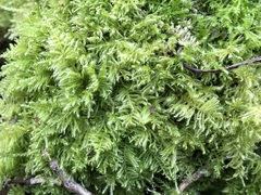 Ctenidium molluscum
