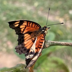 Junonia sophia