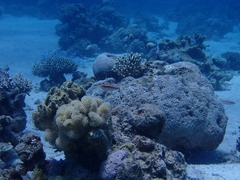 Oxycheilinus mentalis