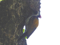 Dinopium benghalense