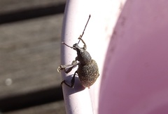 Otiorhynchus armadillo