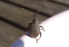 Otiorhynchus armadillo