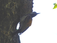 Dinopium benghalense