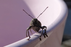 Otiorhynchus armadillo