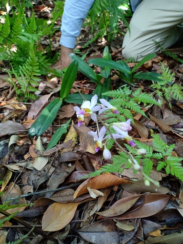 Phalaenopsis pulcherrima, photograph 1