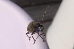 Otiorhynchus armadillo