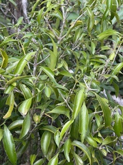 Coptosperma supra-axillare