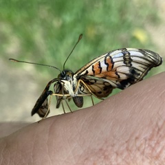 Junonia sophia