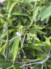 Coptosperma supra-axillare