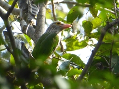 Psilopogon lineatus
