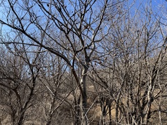 Celtis bungeana