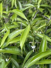 Coptosperma supra-axillare