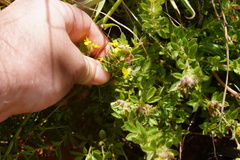 Leobordea