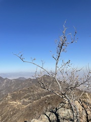 Celtis bungeana