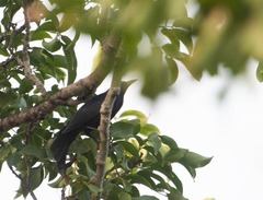 Quiscalus lugubris