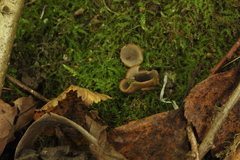 Humaria hemisphaerica