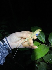 Anolis bombiceps