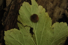 Humaria hemisphaerica