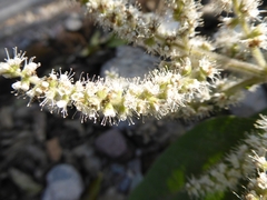 Colebrookea oppositifolia