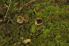 Humaria hemisphaerica