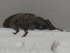 Otiorhynchus armadillo