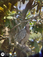 Patagioenas picazuro