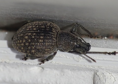 Otiorhynchus armadillo