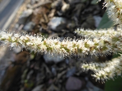 Colebrookea oppositifolia