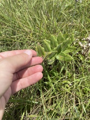 Asclepias albens