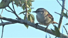 Cranioleuca pyrrhophia