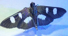 Desmia funeralis