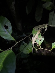 Anolis bombiceps