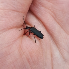 Chauliognathus magellanicus