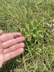 Asclepias albens