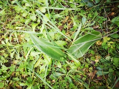 Himantoglossum robertianum