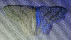 Chloropteryx opalaria