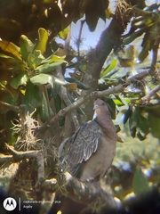 Patagioenas picazuro