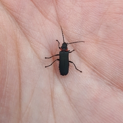 Chauliognathus magellanicus