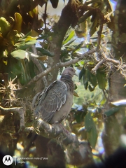 Patagioenas picazuro