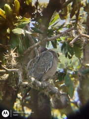 Patagioenas picazuro