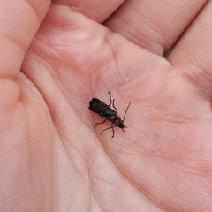 Chauliognathus magellanicus