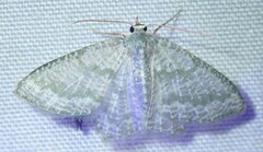 Chloropteryx opalaria